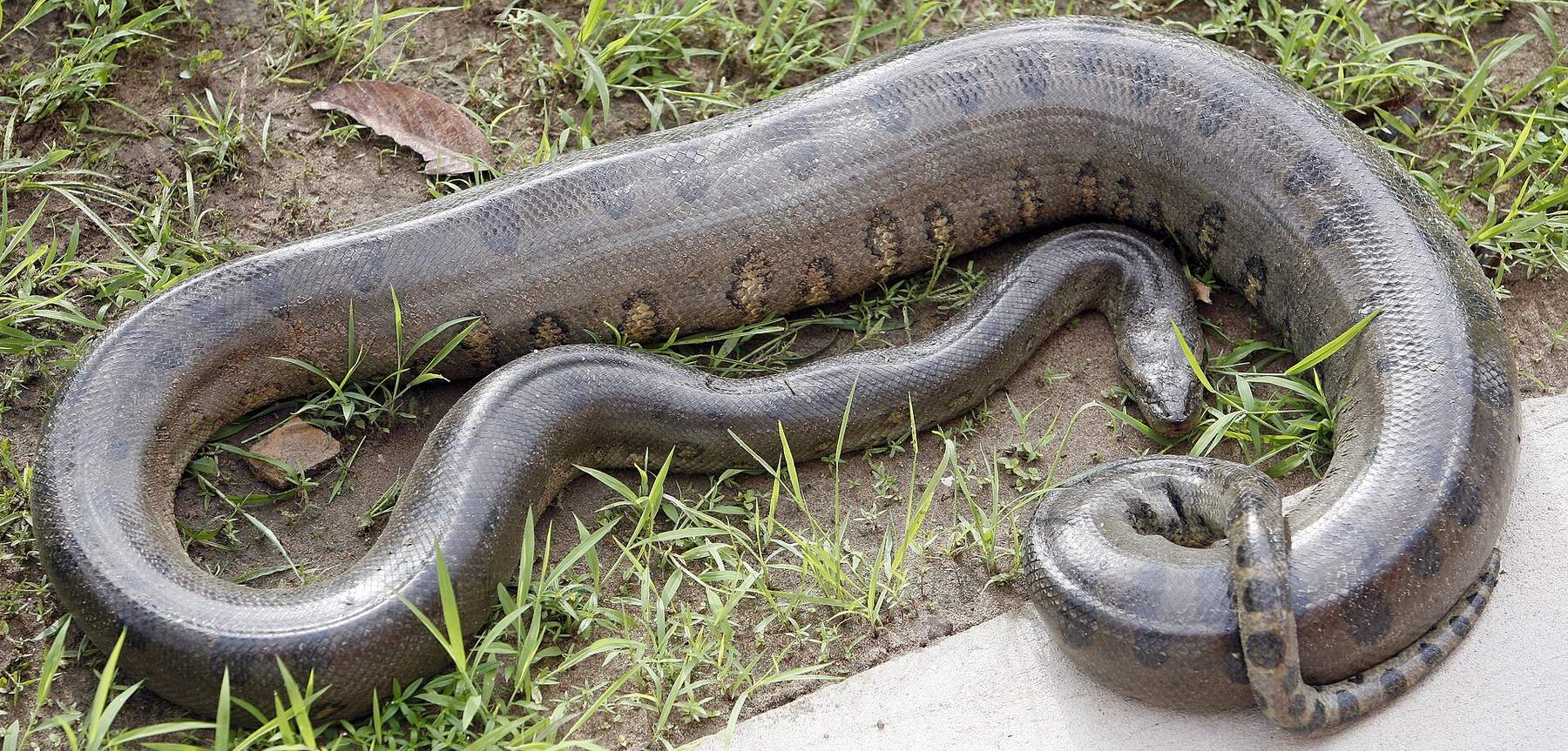 Sucuri-verde de grande porte enrolada sobre si mesma na vegetação à beira da água