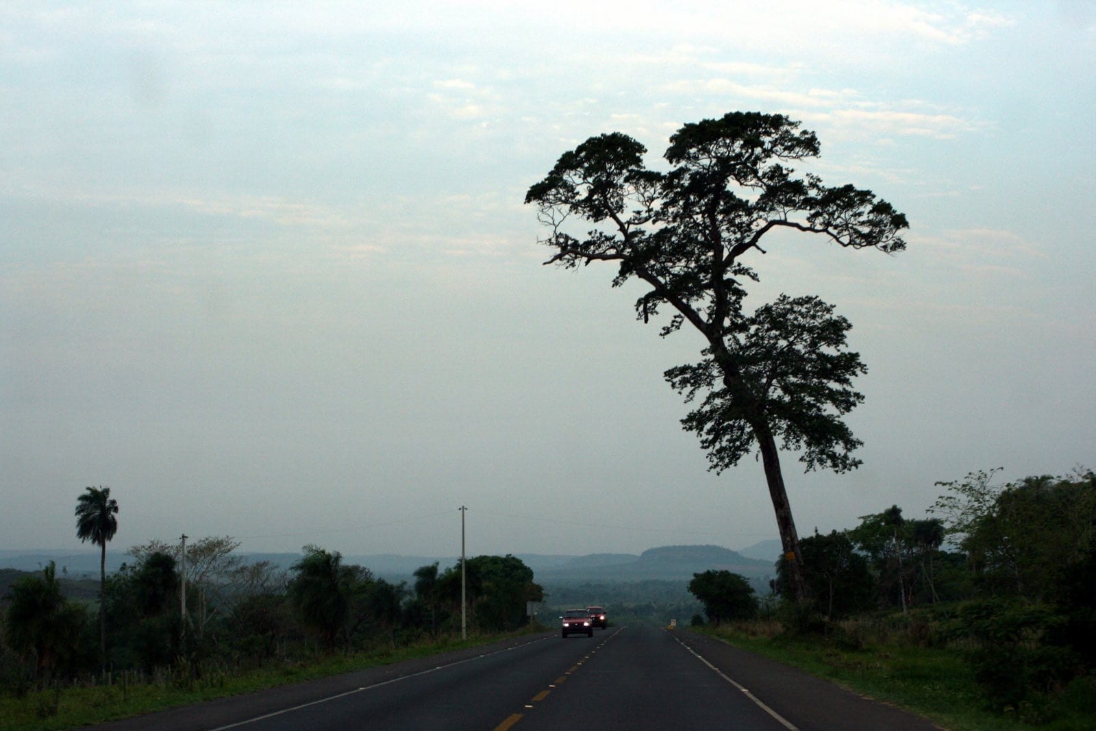 Árvore alta à beira da Ruta PY05 sob céu encoberto de luz fraca
