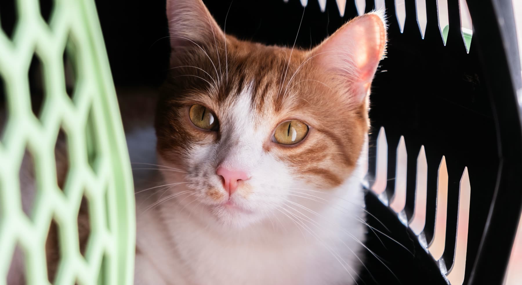 Gato naranja y blanco atento dentro de una caja transportadora de mascotas