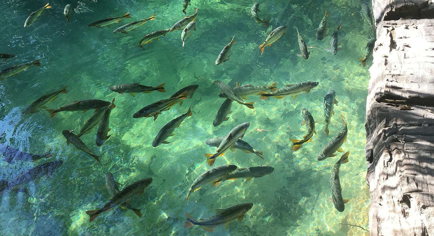 Vista desde arriba del agua transparente y verdosa del Río Formoso, en Bonito, con decenas de peces nadando y un tronco a la derecha.