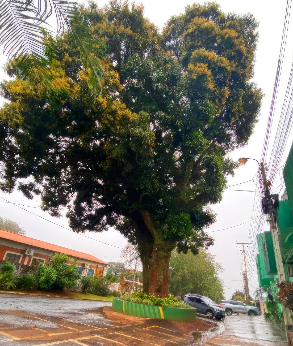 Mangueira do Guaraní entra em concurso por valor afetivo