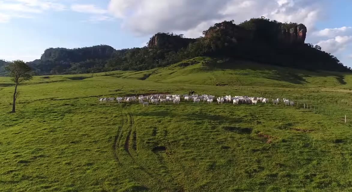 Rebanho de gado branco reunido em pasto verde, com um vaqueiro a cavalo e morros rochosos ao fundo, no departamento de Amambay.