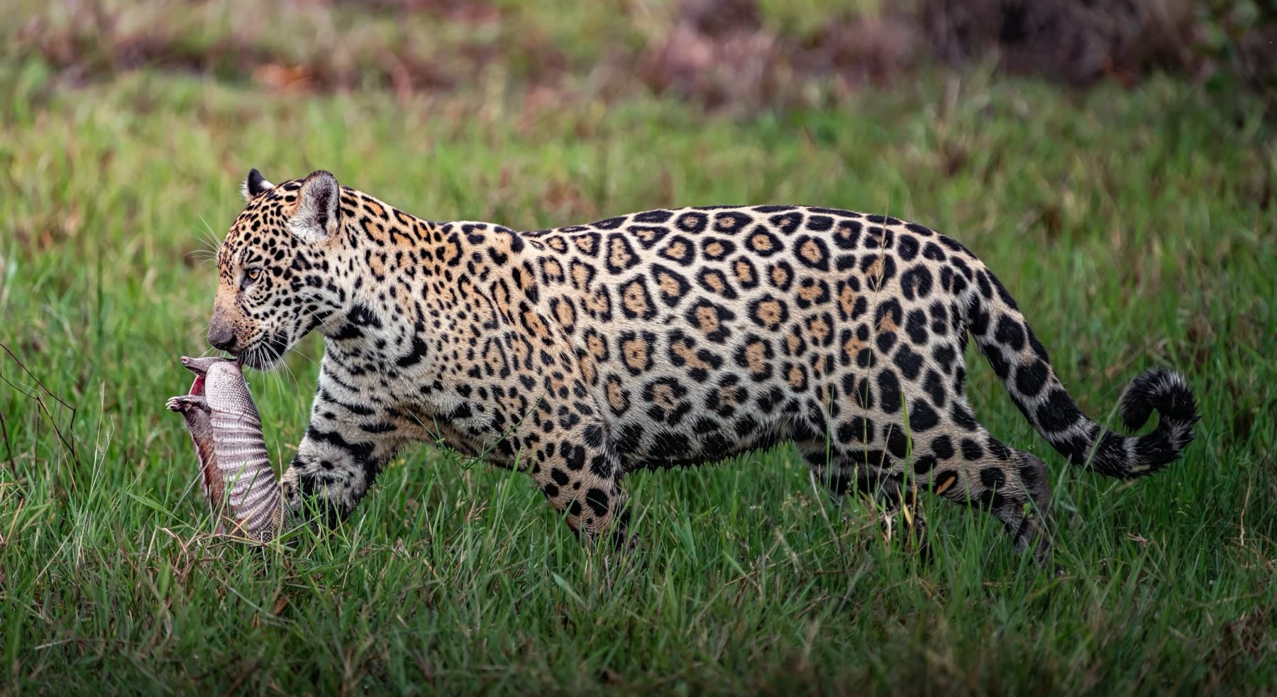 Filhote de onça-pintada atravessa o capim verde do Pantanal carregando um tatu-galinha preso pela boca.