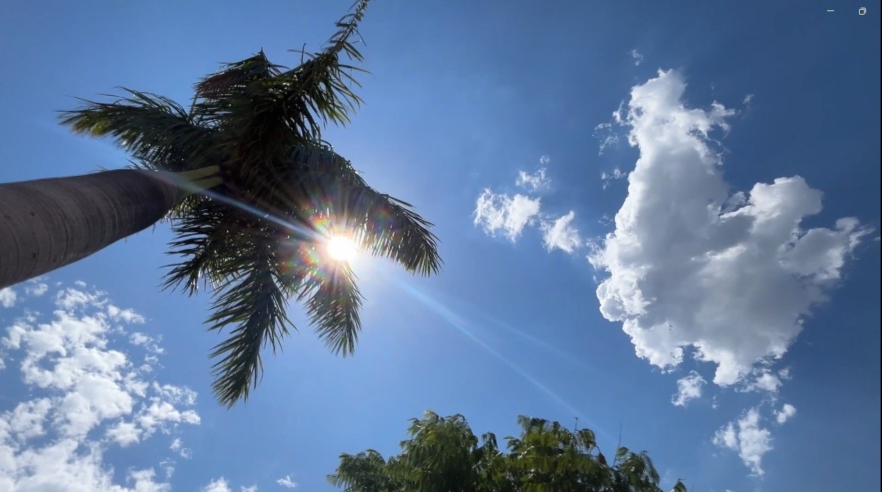 Sol forte atravessa as folhas de uma palmeira em céu azul com poucas nuvens