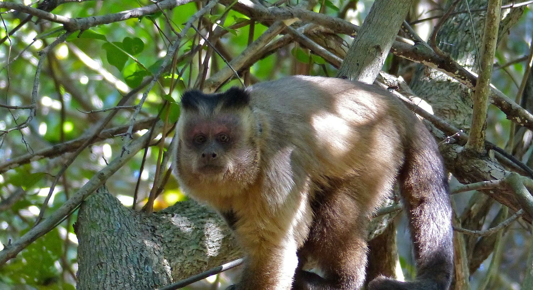 Macaco-prego de pelagem bege e tufo escuro na cabeça, em pé sobre um galho, olhando para a câmera, cercado de folhagem verde.