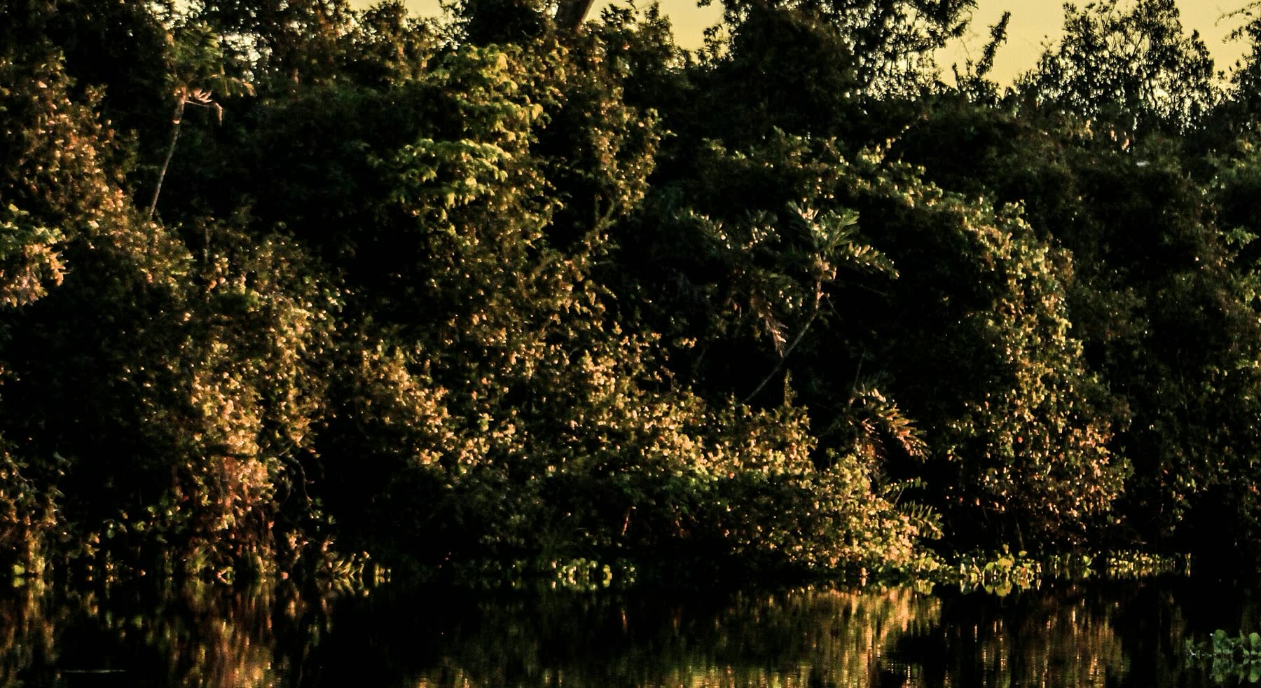 Bosque de ribera del Pantanal reflejado en el agua quieta, al atardecer