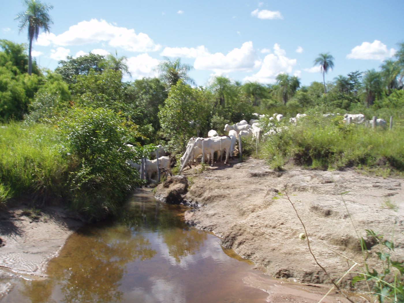 Boiada de gado nelore branco perto de um córrego, entre arbustos e palmeiras, em Caracol, Mato Grosso do Sul.