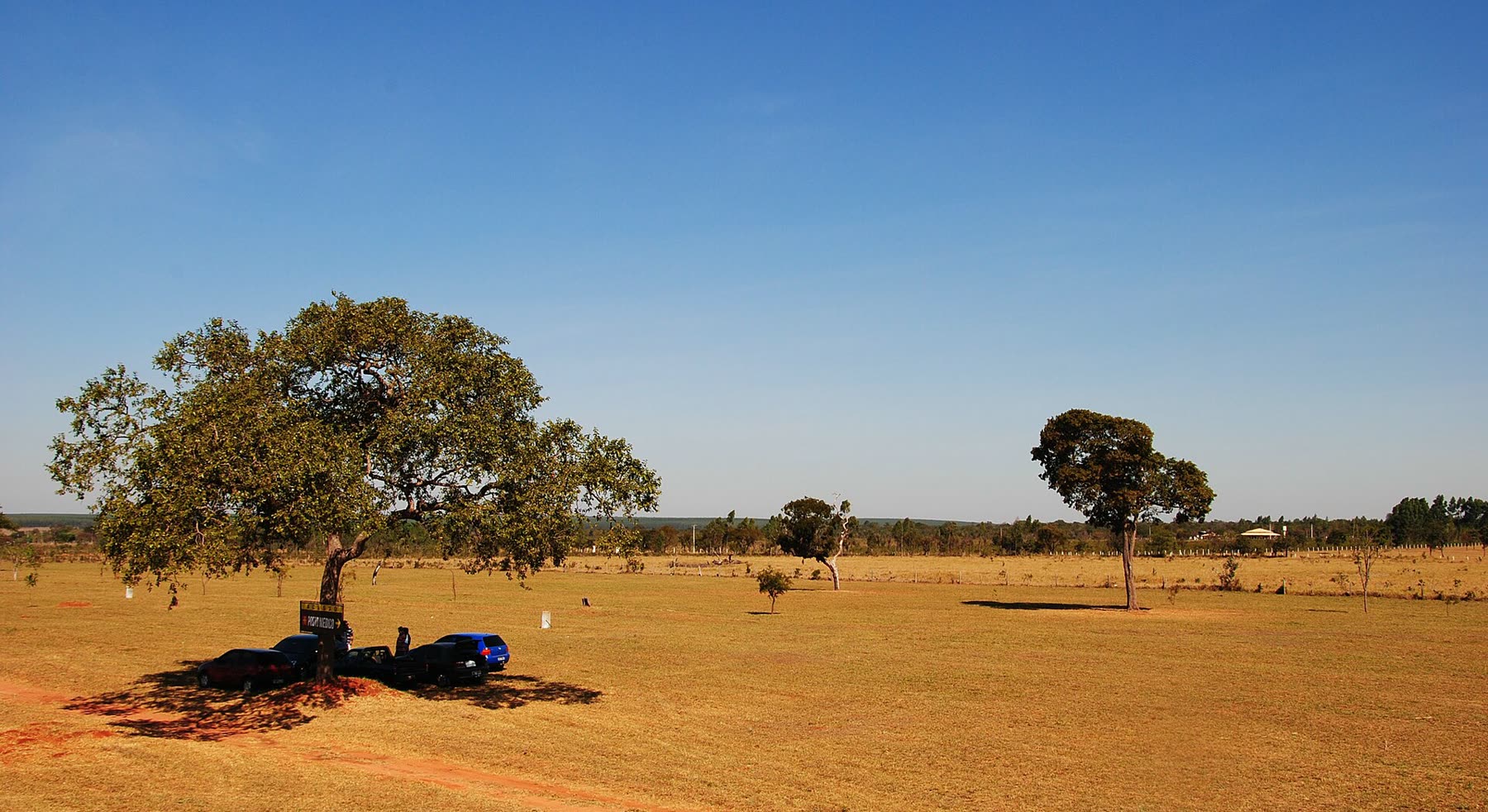 Paisaje de Cerrado en Mato Grosso do Sul, con árboles dispersos, campo seco y dos camionetas estacionadas a la sombra de un árbol