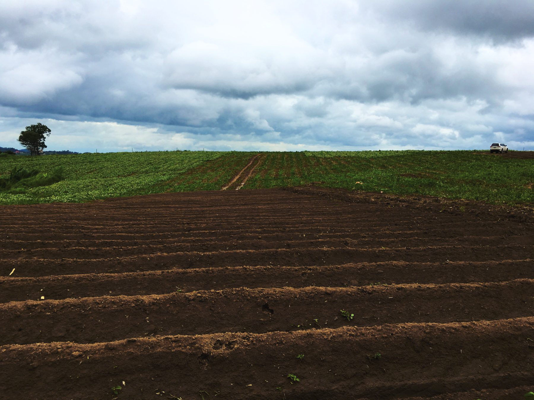 Lavoura recém-arada com sulcos de terra escura em primeiro plano, faixa verde de plantio no alto e céu carregado de nuvens