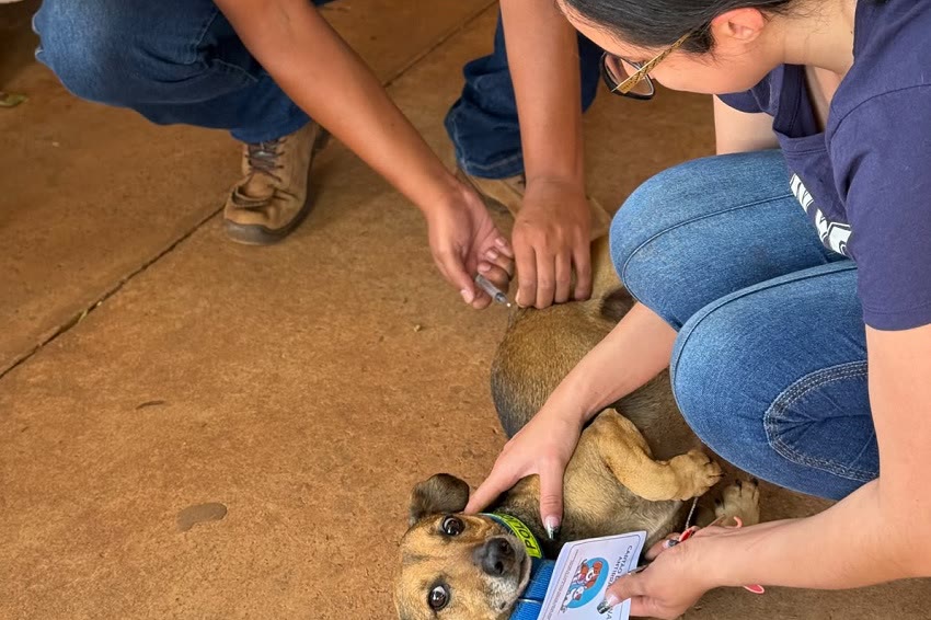 Agente de vigilância de zoonoses aplica vacina no ombro de um cão deitado no chão, enquanto a tutora segura o animal e mostra a carteirinha de vacinação.