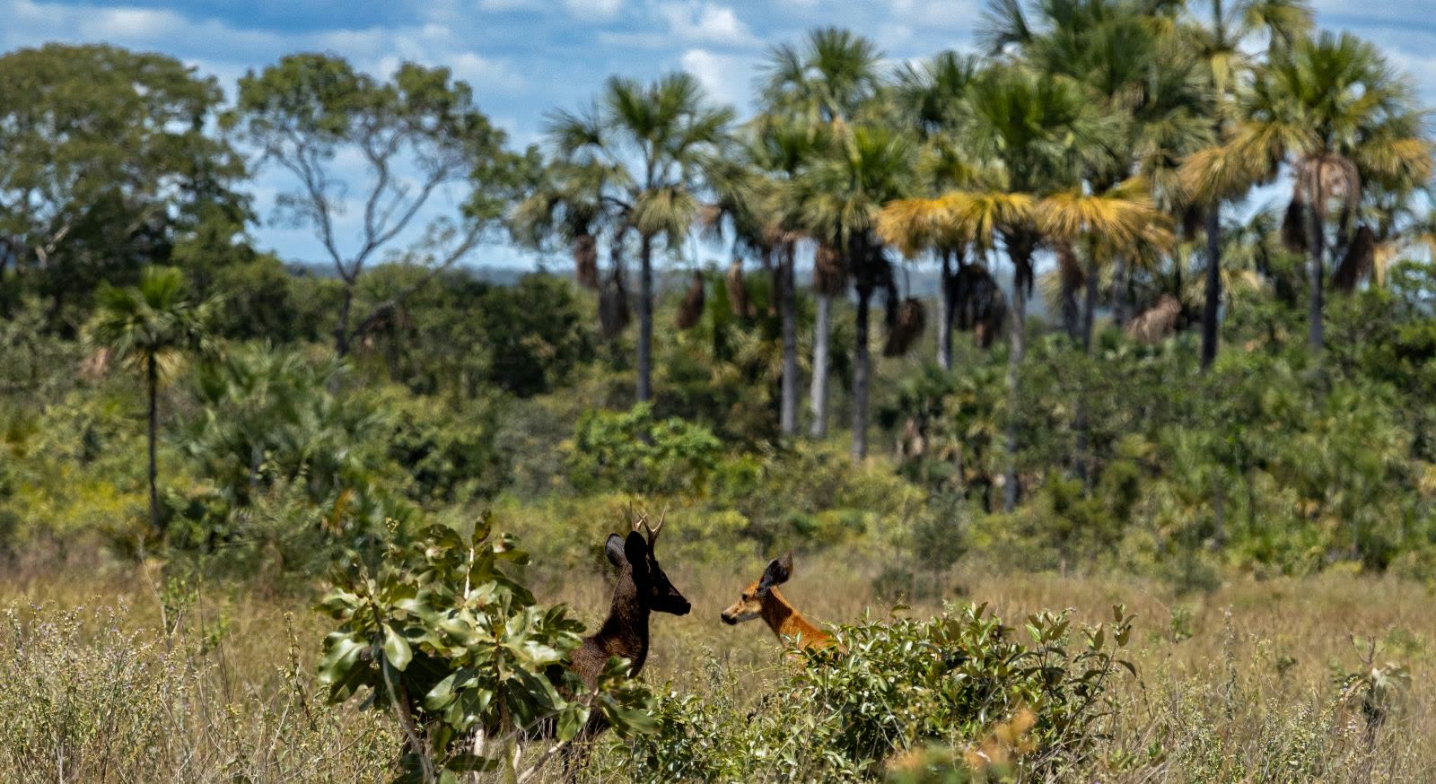 Dois cervos-do-pantanal lado a lado num campo; um deles com pelagem escura de melanismo