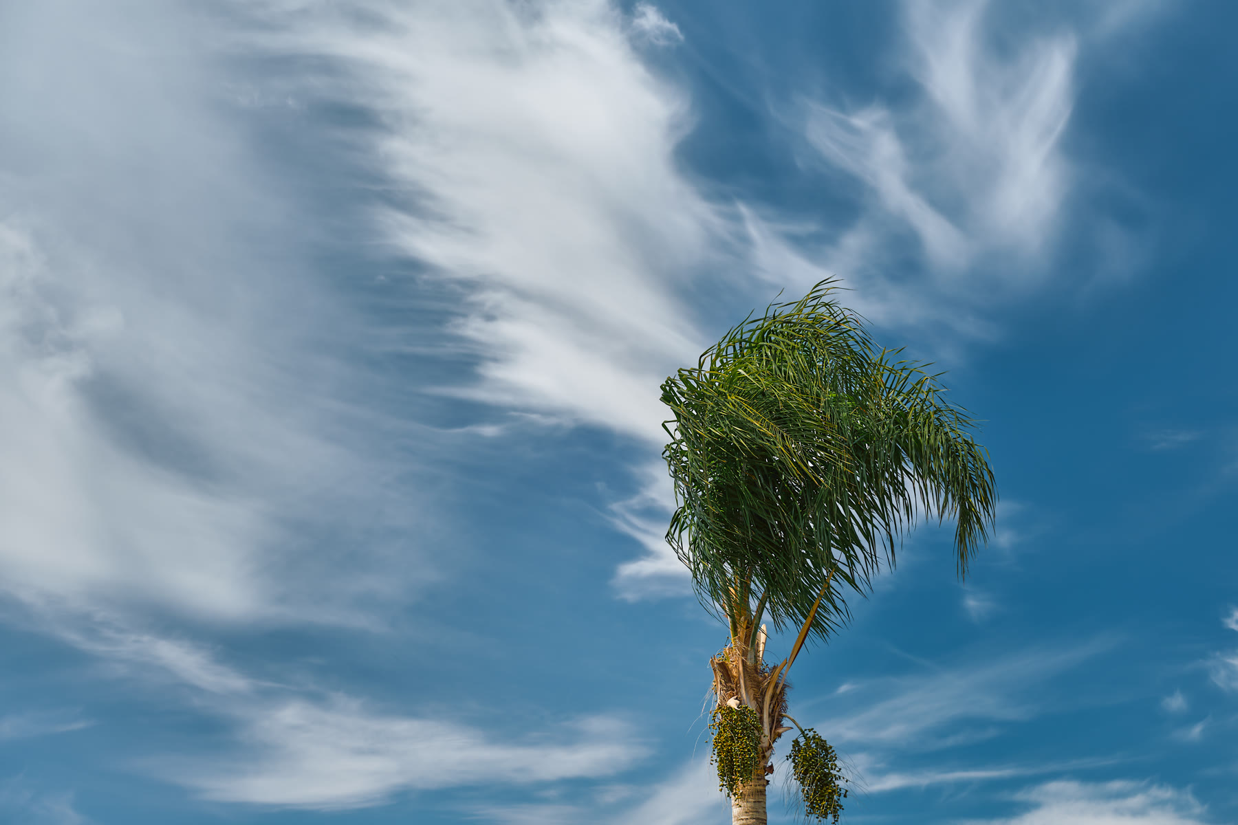 Copa de uma palmeira com as folhas empurradas todas para um lado pelo vento, sob céu azul com nuvens finas e alongadas.
